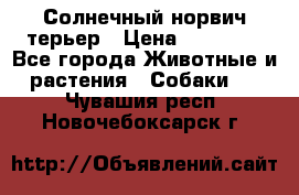 Солнечный норвич терьер › Цена ­ 35 000 - Все города Животные и растения » Собаки   . Чувашия респ.,Новочебоксарск г.